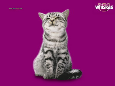 profilethai_whiskas_cat_30